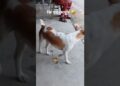 #funnyvideo #funnyshorts #foryou #viralvideo #viralshorts #memes #youngsters #birds #doge