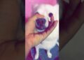 #canine #petowner #doge #cute #dogowner #dogshorts #pets #animalowner #kutta #pet #puppydog