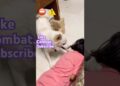 Aaj mujh bhut gussa aaya hua h #pets #cute #love #canine #doge #viralvideo #shorts