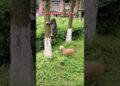 shorts lucu #kucingpintar #kucinglucu #catvideo #humorous #doge #anjinglucu #shortsfyp