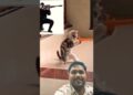 #dogshorts#dogvideos#dogtraining#doge
