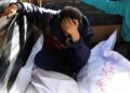 Pope Leo XIV requires peace in Ukraine and ceasefire in Gaza