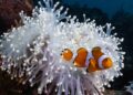 Examine: Marine warmth waves are shrinking clownfish on coral reefs