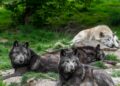 USDA’s Wildlife Providers kills tens of millions of animals — largely for the meat business