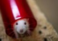 Why the Trump administration desires to finish animal testing