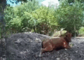 Florida man arrested for capturing neighbor’s pregnant cow, deputies say