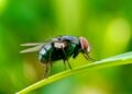 New World Screwworm outbreak in Mexico halts US livestock imports amid risk