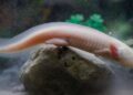 Captive-bred axolotls thrive in Mexican wetlands, researchers discover : NPR