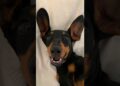 Canine ka Dhamaka #canine #doge #viralvideo #trending #shorts #reels r