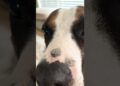 FAT BAHBY #humorous #memes #doggy #dogo #canine #animal #doge #fatdog