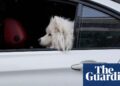 Iran extends ban on dog-walking for ‘public order, security and well being’ | Iran