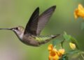 Hummingbird feeders: Sugar-water ratio and how you can clear them