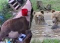 Younger bears escape wildlife park enclosure, head straight for snacks