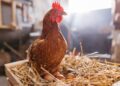 Yard hen elevating features reputation amongst Individuals regardless of hen care challenges