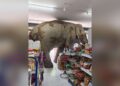 Have You Seen This? Hungry wild elephant raids grocery retailer for snacks