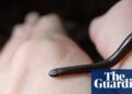 World’s smallest snake rediscovered in Barbados 20 years after final sighting | Snakes