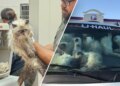 Lady arrested on 93 counts of animal cruelty after 134 cats present in van