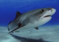 U.S. vacationer attacked by a shark whereas spearfishing within the Bahamas U.S. vacationer attacked by a shark whereas spearfishing within the Bahamas