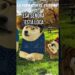 Intentaron secuestr4r a mi hija #cheems #doge Intentaron secuestr4r a mi hija #cheems #doge