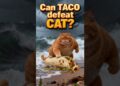 Can TACO defeat CAT? #trump #maga Can TACO defeat CAT? #trump #maga