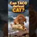 Can TACO defeat CAT? #trump #maga Can TACO defeat CAT? #trump #maga