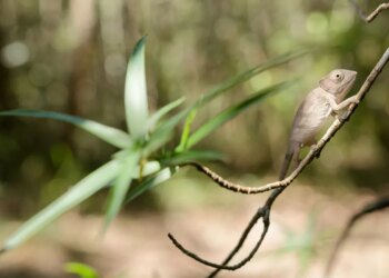 Most animals on this island nation are discovered nowhere else on Earth. And now they’re vanishing.