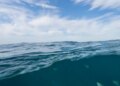 Florida’s coral reef has misplaced two species that assist restrict hurricane harm Florida’s coral reef has misplaced two species that assist restrict hurricane harm