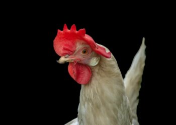 Hen flu is again. Will egg costs rise because it infects an increasing number of farms? Hen flu is again. Will egg costs rise because it infects an increasing number of farms?