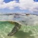 Inexperienced sea turtles, made well-known by Discovering Nemo, make a surprising restoration Inexperienced sea turtles, made well-known by Discovering Nemo, make a surprising restoration