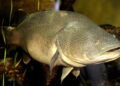 A freshwater fish named Arnie simply swam a file 530 miles, largely upstream, Australian scientists say A freshwater fish named Arnie simply swam a file 530 miles, largely upstream, Australian scientists say