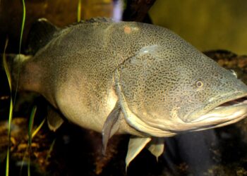 A freshwater fish named Arnie simply swam a file 530 miles, largely upstream, Australian scientists say A freshwater fish named Arnie simply swam a file 530 miles, largely upstream, Australian scientists say