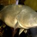A freshwater fish named Arnie simply swam a file 530 miles, largely upstream, Australian scientists say A freshwater fish named Arnie simply swam a file 530 miles, largely upstream, Australian scientists say