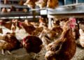 Georgia rooster farm stories chicken flu outbreak affecting 140,000 birds Georgia rooster farm stories chicken flu outbreak affecting 140,000 birds