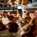 Georgia rooster farm stories chicken flu outbreak affecting 140,000 birds Georgia rooster farm stories chicken flu outbreak affecting 140,000 birds