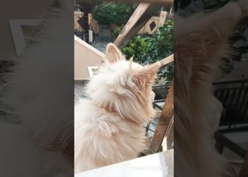 #doge #funnyshorts #funnyanimal #funnyvideos #pets