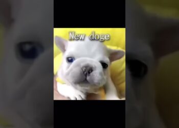 New.vs.previous doge#pibble #doge #canine