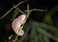 Madagascar’s chameleons and lemurs face wildfires fueled by local weather change