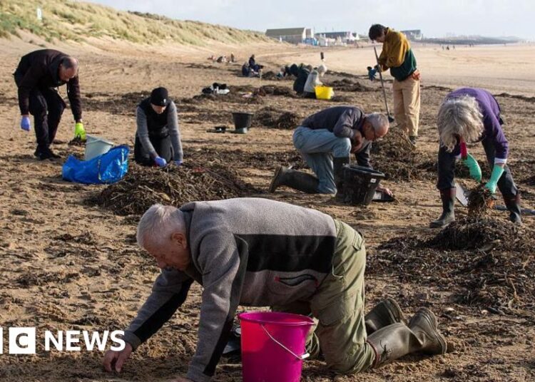Southern Water sorry after pellets pollute Camber Sands seashore