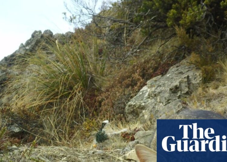 ‘Stone-cold killers’: New Zealand to eradicate feral cats by 2050 | New Zealand ‘Stone-cold killers’: New Zealand to eradicate feral cats by 2050 | New Zealand