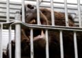 Japan dispatches troops to assist fight lethal bear assaults