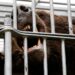 Japan dispatches troops to assist fight lethal bear assaults Japan dispatches troops to assist fight lethal bear assaults