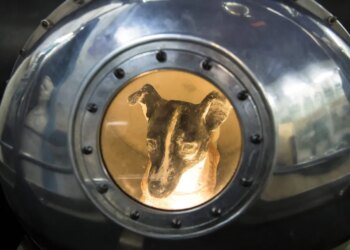 Why did we ship Laika to house? The tragedy of the primary animal to orbit the earth, defined