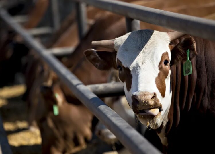 Is it potential to cease greenwashing within the meat business? Is it potential to cease greenwashing within the meat business?