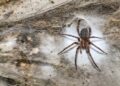 ‘World’s largest spider net’ with 110,000 arachnids found in cave