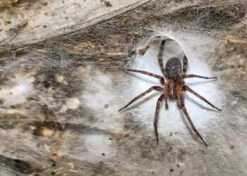 ‘World’s largest spider net’ with 110,000 arachnids found in cave ‘World’s largest spider net’ with 110,000 arachnids found in cave
