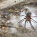 ‘World’s largest spider net’ with 110,000 arachnids found in cave ‘World’s largest spider net’ with 110,000 arachnids found in cave