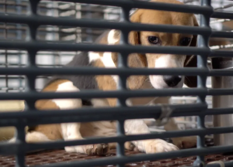 Lab beagle breeder Ridglan Farms will shut down after a cruelty investigation. What does it imply for canines, and for science? Lab beagle breeder Ridglan Farms will shut down after a cruelty investigation. What does it imply for canines, and for science?