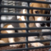Lab beagle breeder Ridglan Farms will shut down after a cruelty investigation. What does it imply for canines, and for science?