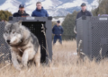 Colorado’s wolf launch program | Vox