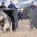 Colorado’s wolf launch program | Vox Colorado’s wolf launch program | Vox